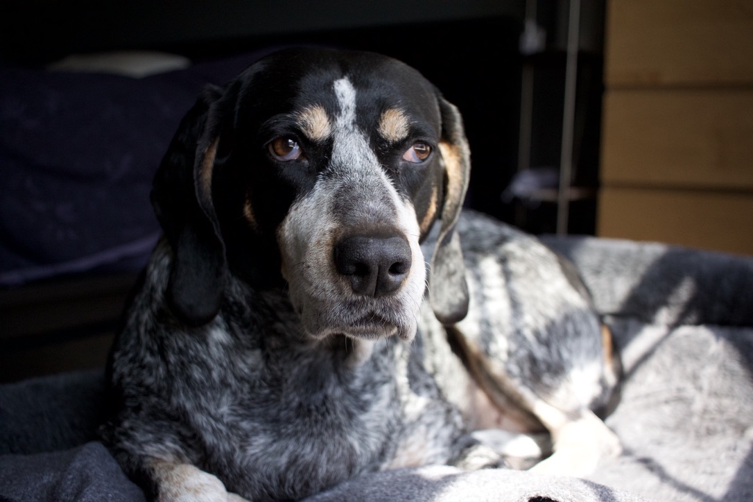 Blue the bluetick coonhound