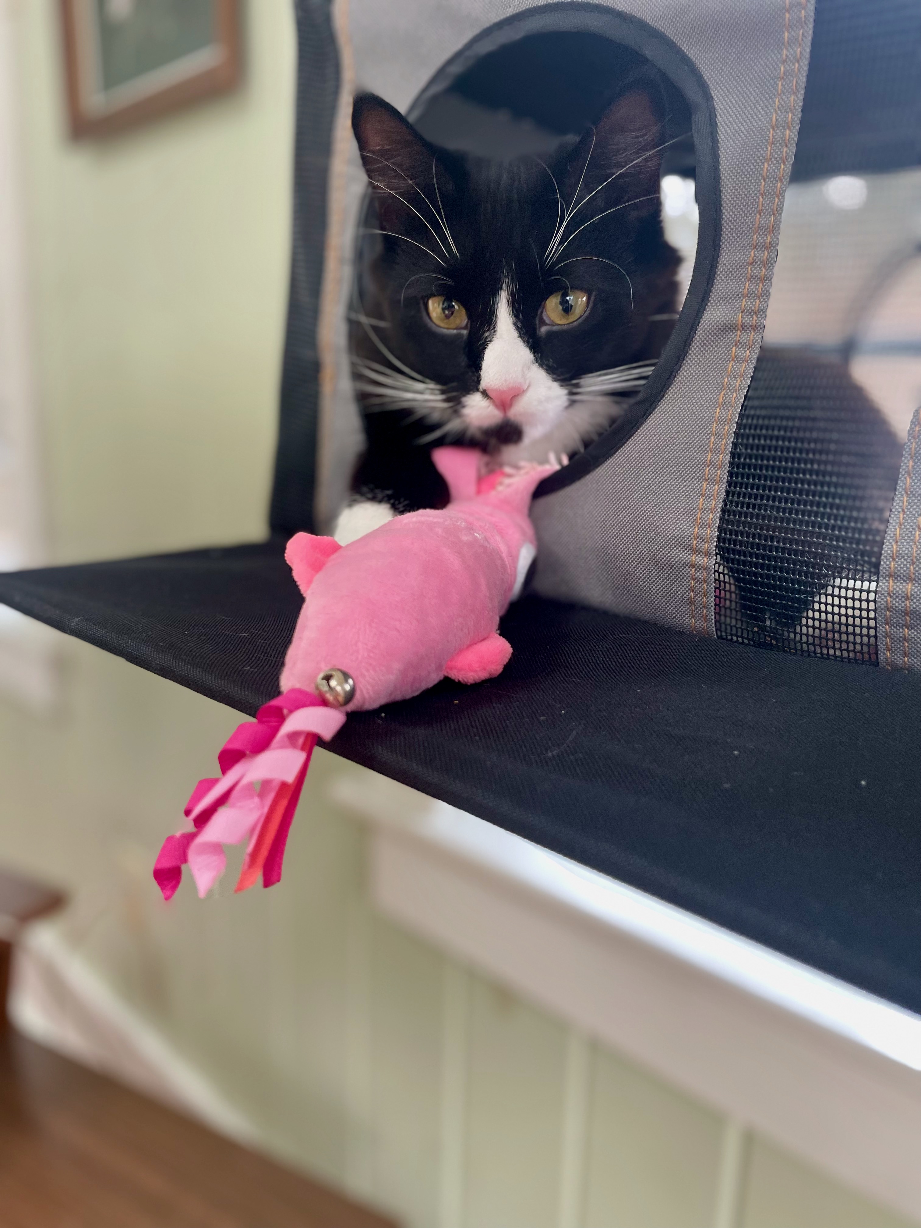 Elton the tuxedo cat and squid toy