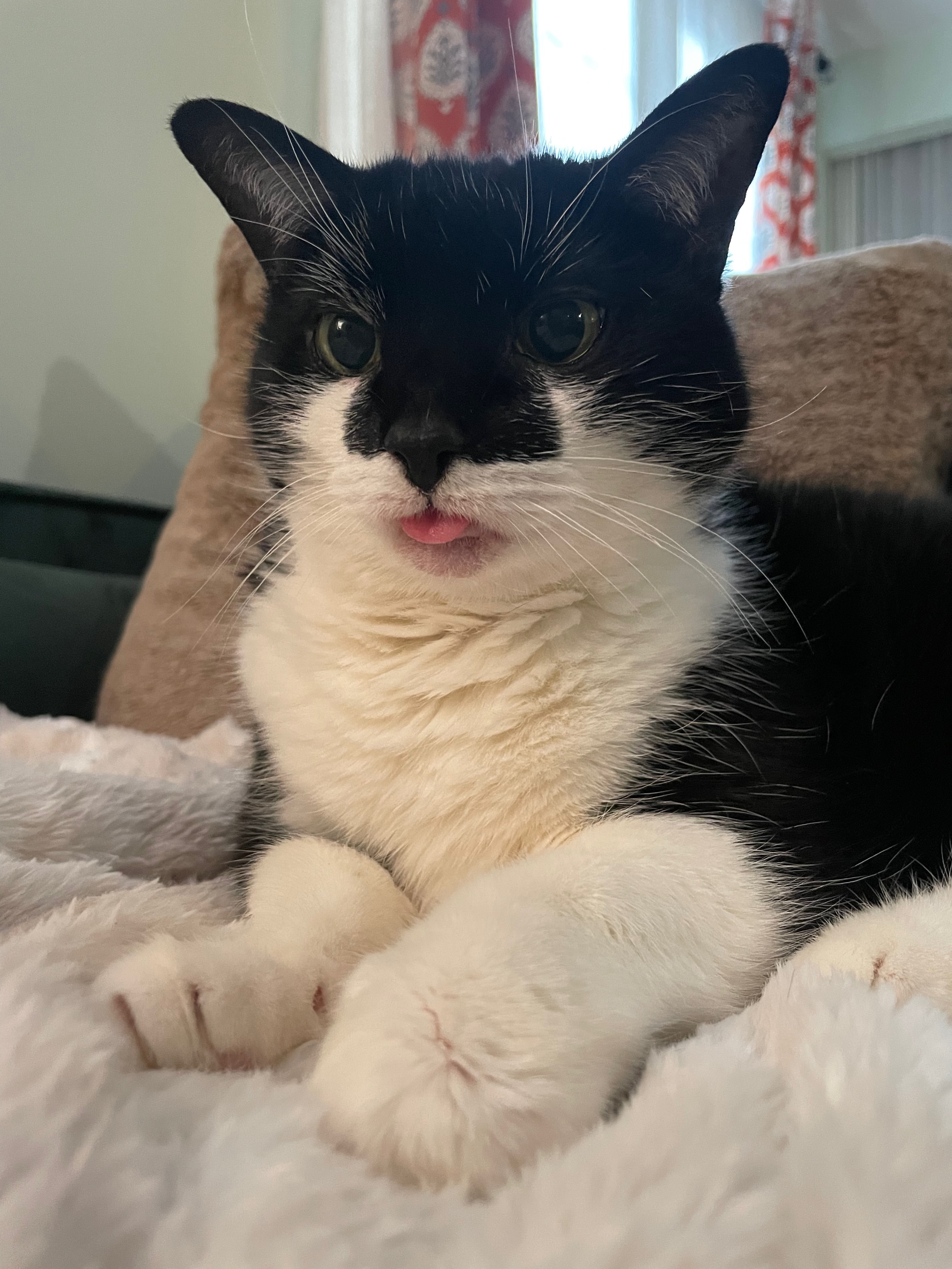 Eno the tuxedo cat stickin out her tongue