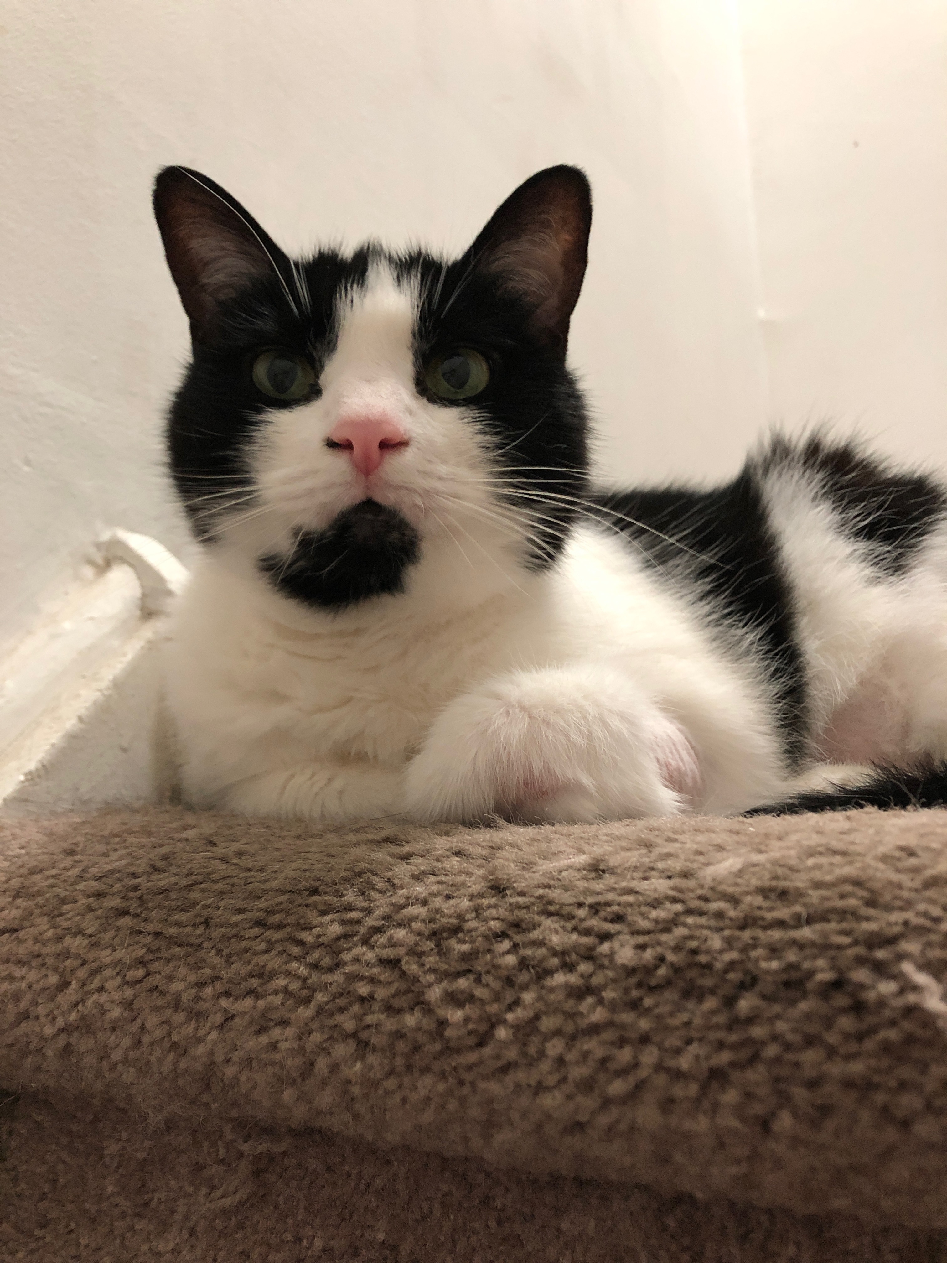 Toki on the landing