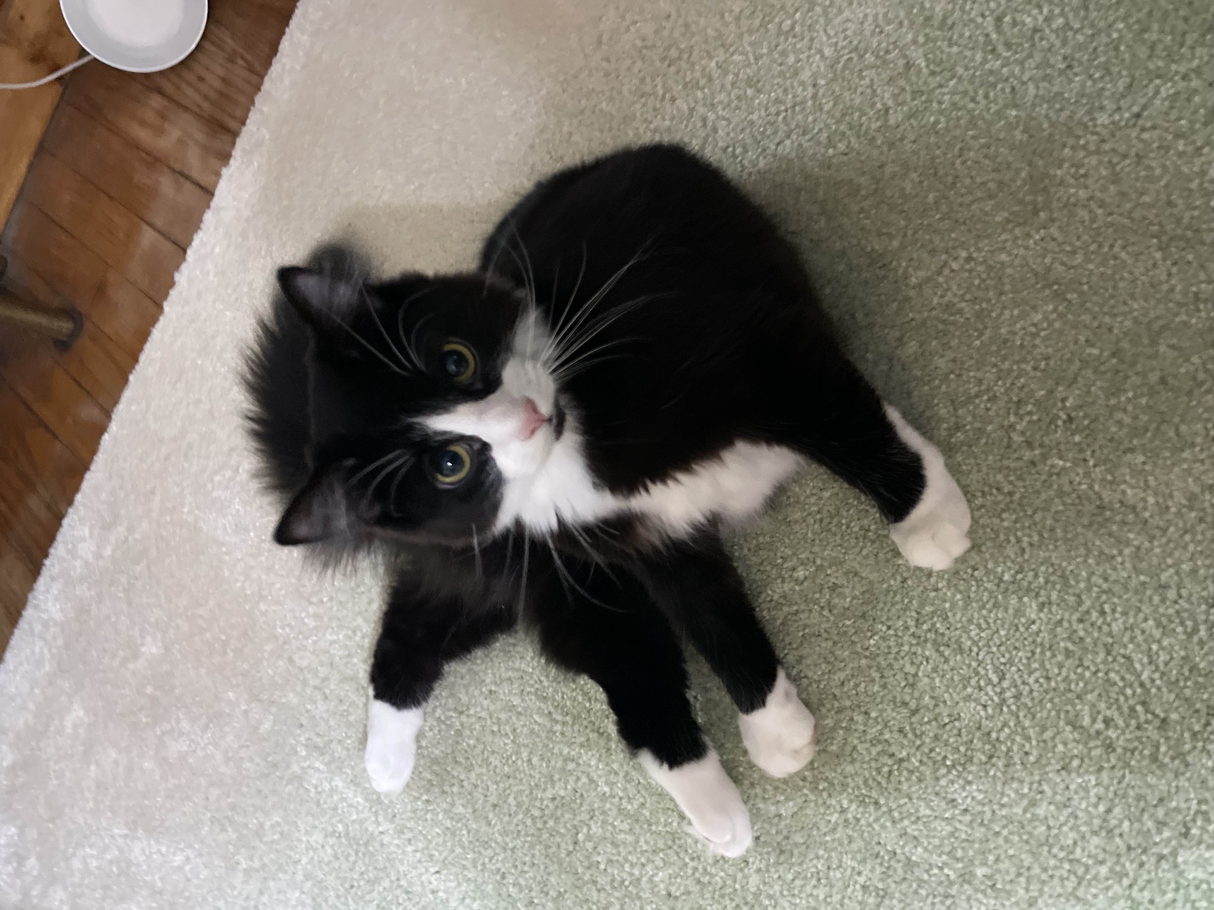 Moog the tuxedo cat