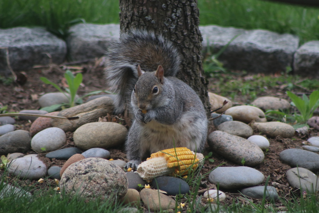 Squirrel and Corn